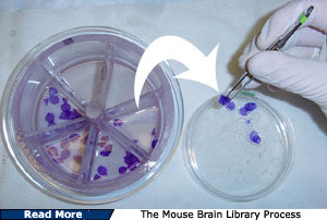 The Mouse Brain Library Process.