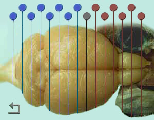 Section map